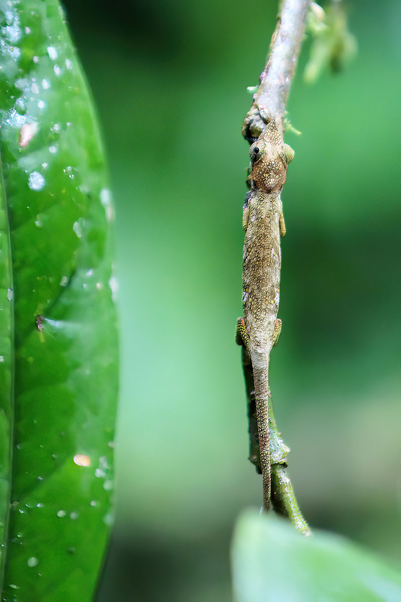 Das Chamäleon ist fast nicht zu entdecken